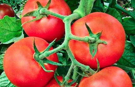 Турски домати на черно гълтат 10 млн. долара