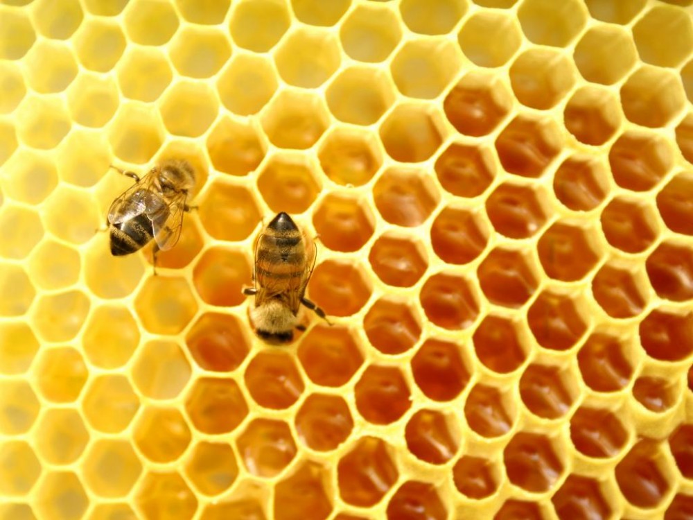 Фонд Земеделие кредитира пчелари с договори по националната програма за сектора