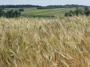 Инфарктни цени на пшеница