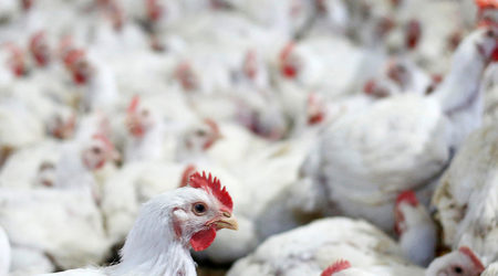 Русия забрани вноса на птичe месо и продукти от България