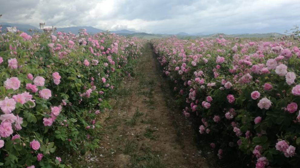 ЕK одобри българска схема в размер на 1,5 млн. евро за подпомагане на отглеждащите маслодайни рози
