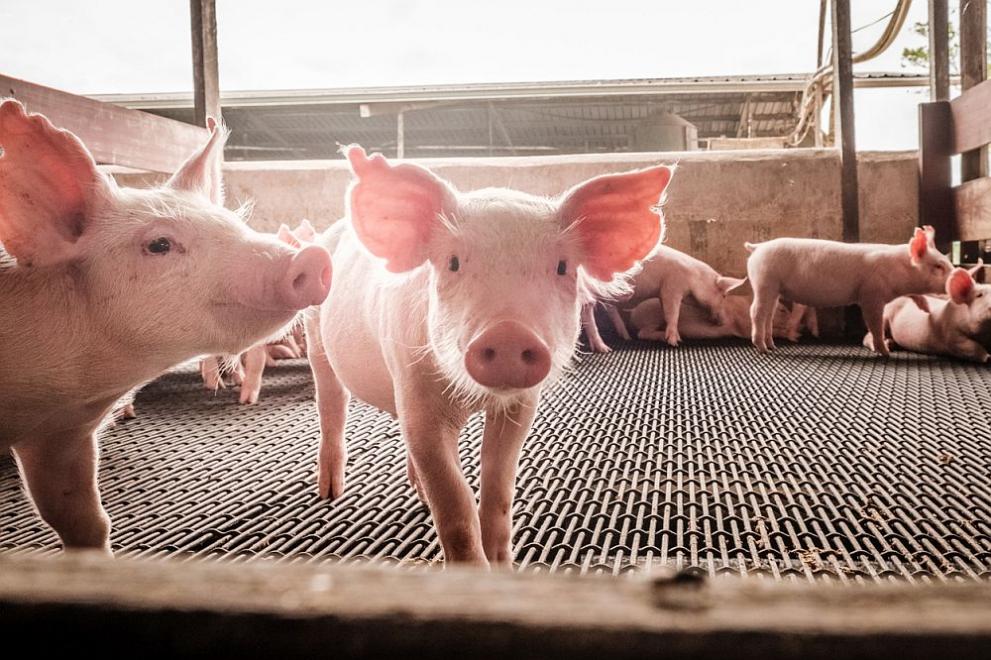 От днес влизат в сила новите изисквания за по-висока биосигурност при отглеждане на свине в лични стопанства, фамилни и индустриални ферми