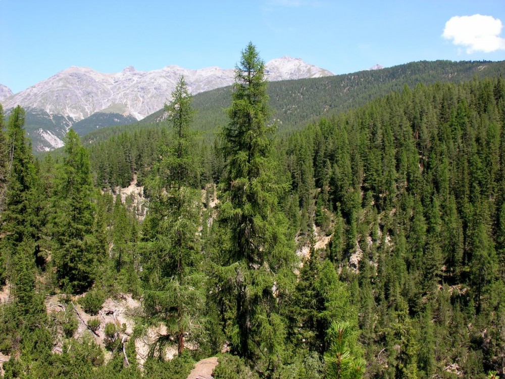 Приета е Национална стратегия за развитие на горския сектор за периода 2013 - 2020 г.