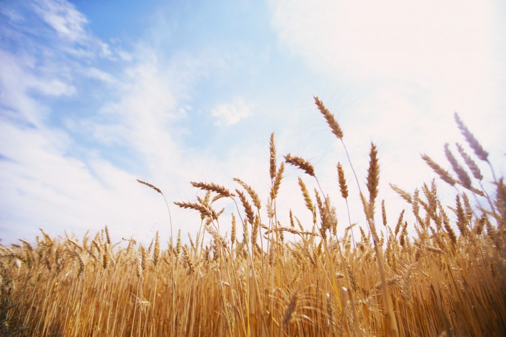 Световните борси оскъпиха и българската пшеница