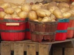 ЕК одобри схема за картофопроизводителите
