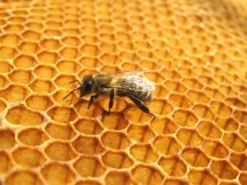 ЕК в защита на пчелите