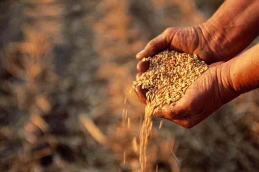 България търси пазар за 2.5 млн. тона пшеница
