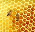 Конгрес на европейската федерация на пчеларските организации 