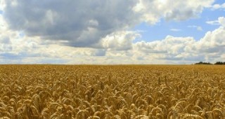 МЗХ: Зърното от реколта 2009 е достатъчно за потребление и износ