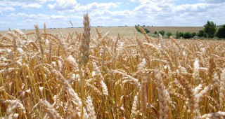 Русия ще вдигне забраната за износ на зърно