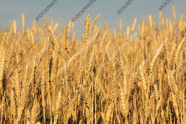 Национална служба по зърното: Зърненият ресурс е достатъчен за вътрешните потребности и има потенциал за износ